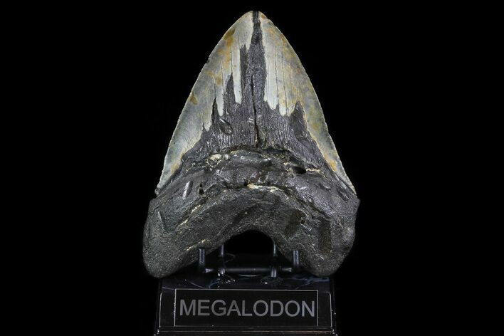 Fossil Megalodon Tooth - Very Heavy Tooth #75536